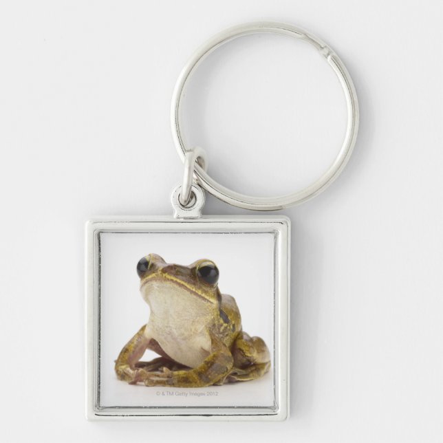 Goldbaumfrosch Schlüsselanhänger (Vorne)