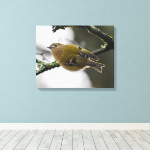 Goldcrest Leinwanddruck