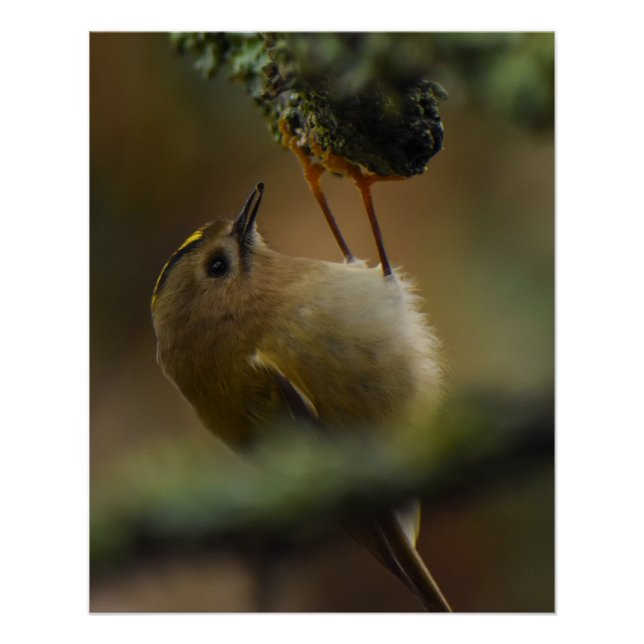Goldcrest Poster (Vorderseite)