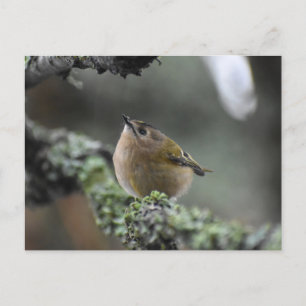 Goldcrest Postkarte
