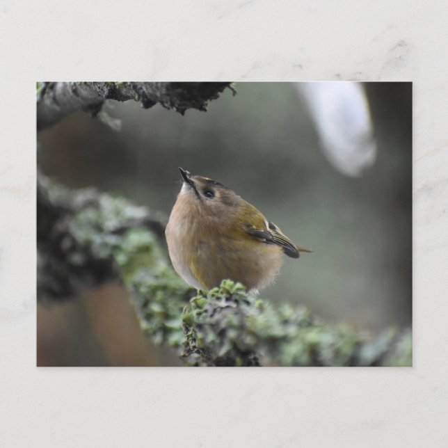 Goldcrest Postkarte (Vorderseite)