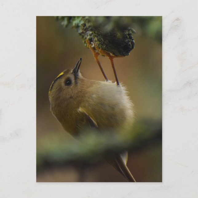Goldcrest Postkarte (Vorderseite)