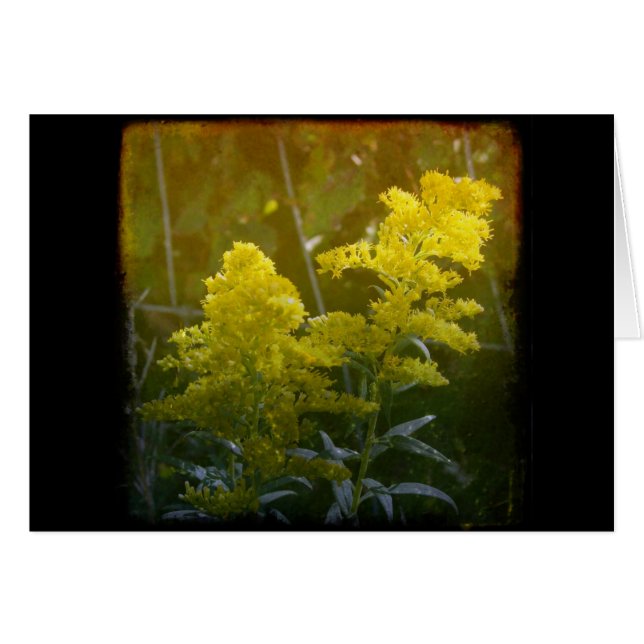 Golden 2 (Vorderseite (Horizontal))