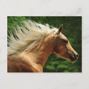 Golden Ambers Postkarte