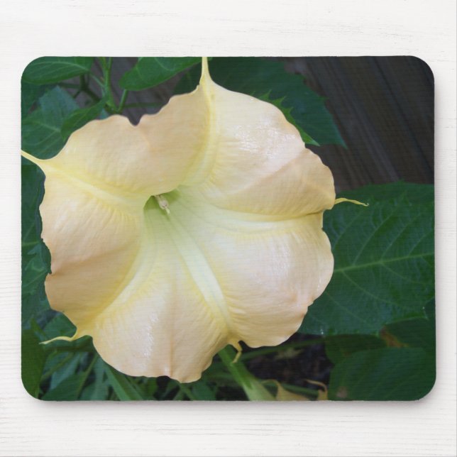 Golden Angels Blume nah Mousepad (Vorne)