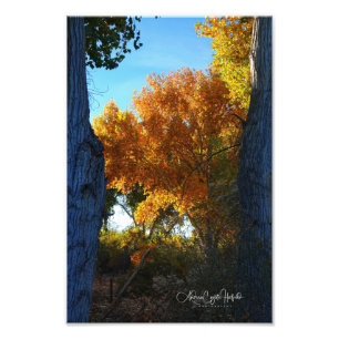 Golden Arizona Fotodruck