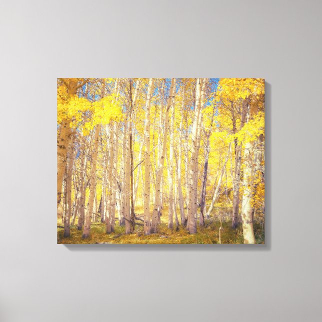Golden Aspen Forest Leinwanddruck (Vorderseite)