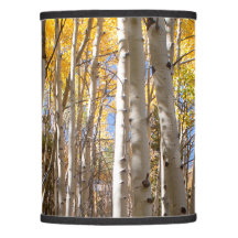 Golden Aspen Trees