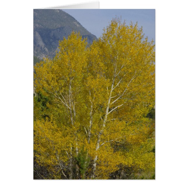 Golden Aspens Card (Vorne)