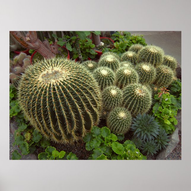 GOLDEN BARREL CACTI POSTER (Vorne)