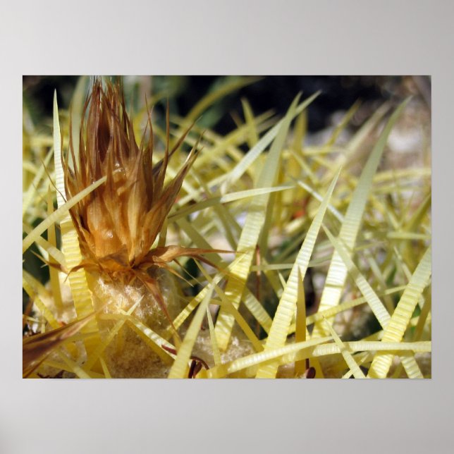 Golden Barrel Cactus Blume, Druck Poster (Vorne)