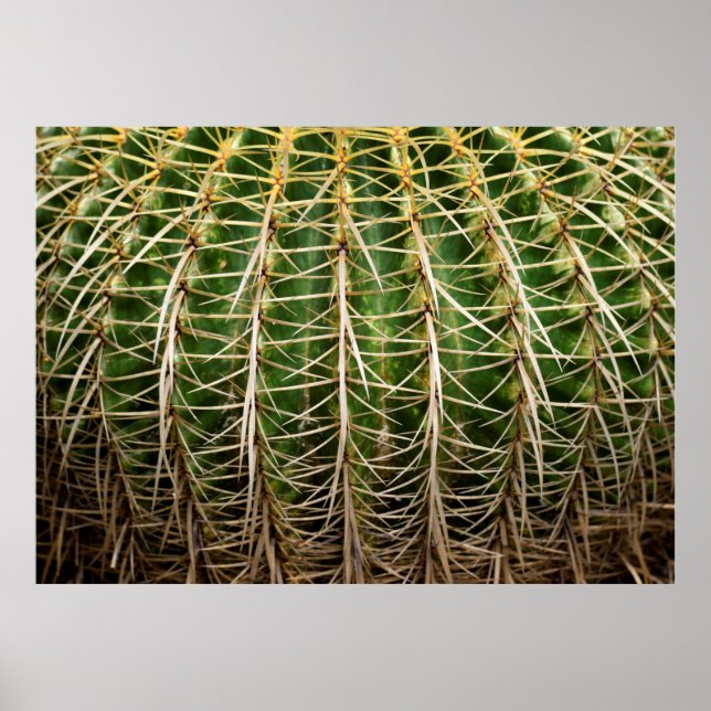 Golden Barrel Cactus Poster (Vorne)