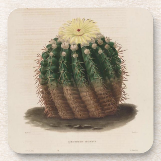 Golden Barrel Cactus Untersetzer (Vorderseite)