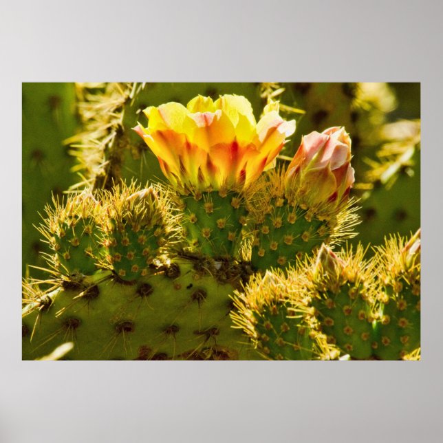 Golden Bloom Poster (Vorne)