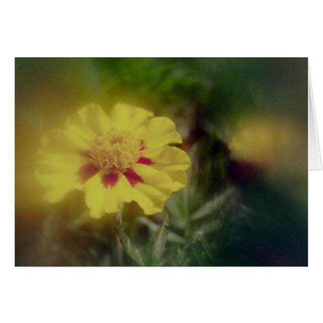 Golden Blossom (Vorderseite (Horizontal))