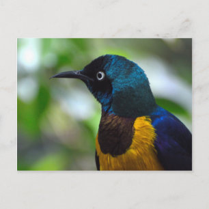 Golden-breasted Starling-Vogel Postkarte
