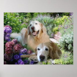 Golden Buddies Poster