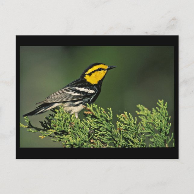 Golden-Cheeked Warbler Postkarte (Vorderseite)