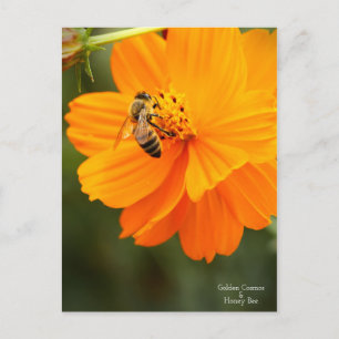 Golden Cosmos & Honey Bee ［ Postcard ］ Postkarte