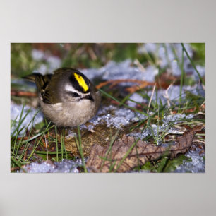 Golden Crowned Kinglet Fine Art Prints Poster