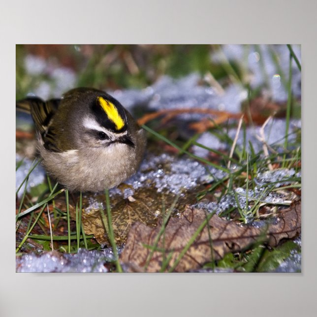 Golden Crowned Kinglet Fine Art Prints Poster (Vorne)