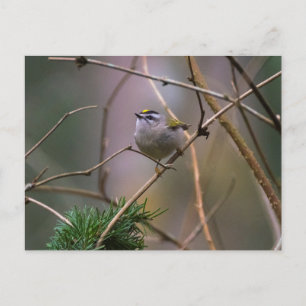 Golden-Crowned Kinglet Postkarte