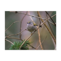Golden-Crowned Kinglet
