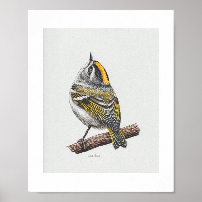 Golden Crowned Kinglet Printing Poster (Vorne)
