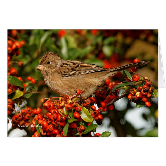 Golden Crowned Sparrow auf dem Scarlet Firethorn (Vorderseite (Horizontal))