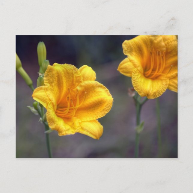 Golden Daffodin Postkarte (Vorderseite)