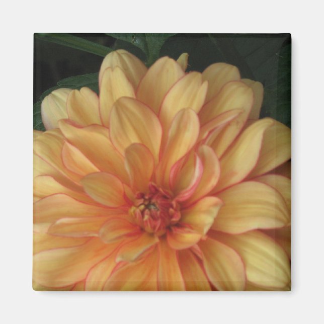 Golden Dahlia Magnete (Vorne)