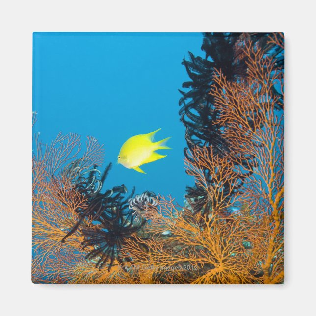 Golden Damselfish (Amblyglyphidodon aureus) Magnet (Vorne)