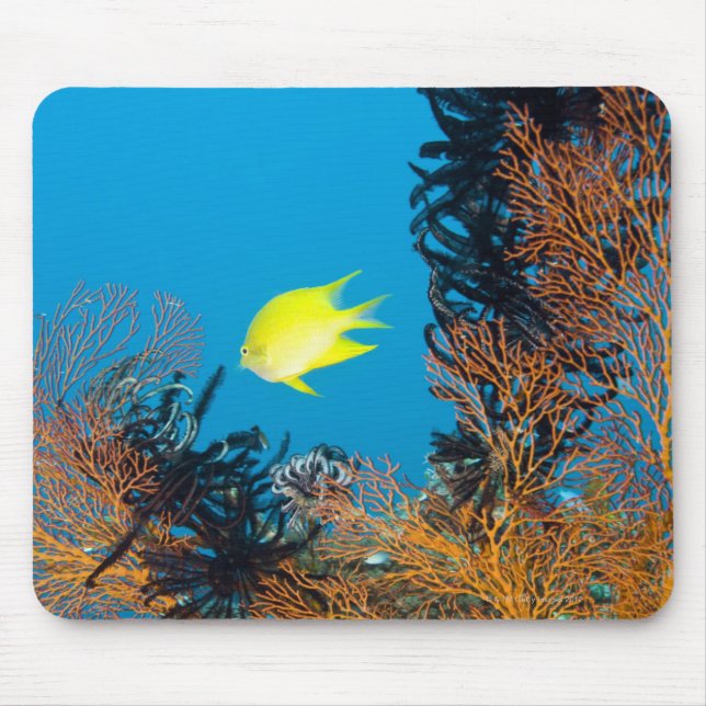 Golden Damselfish (Amblyglyphidodon aureus) Mousepad (Vorne)