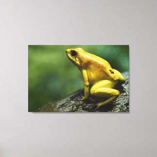 Golden Dart Frog Leinwanddruck