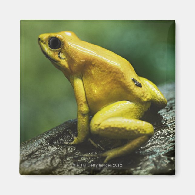 Golden Dart Frog Magnet (Vorne)