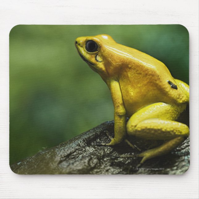 Golden Dart Frog Mousepad (Vorne)