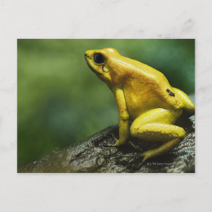Golden Dart Frog Postkarte