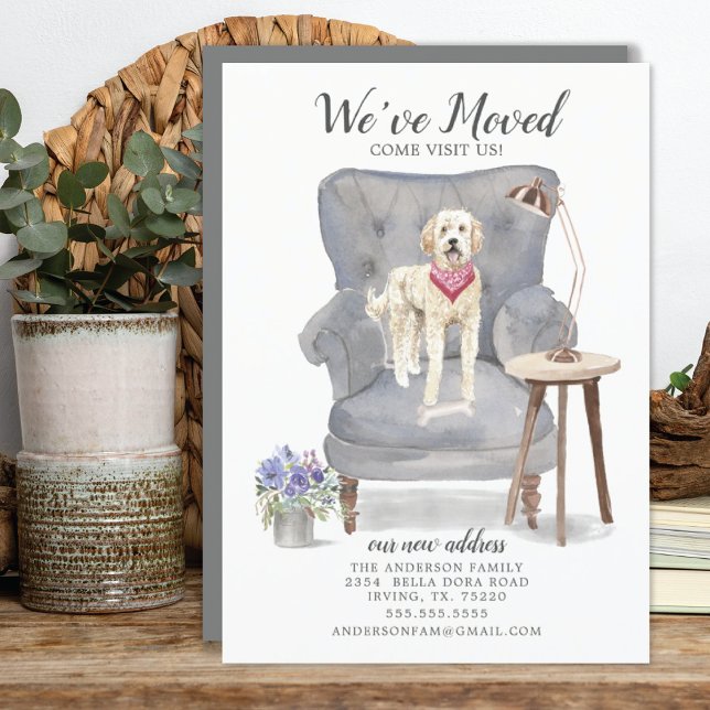 Golden Doodle Dog | Ankündigung der Beförderung (Von Creator hochgeladen)