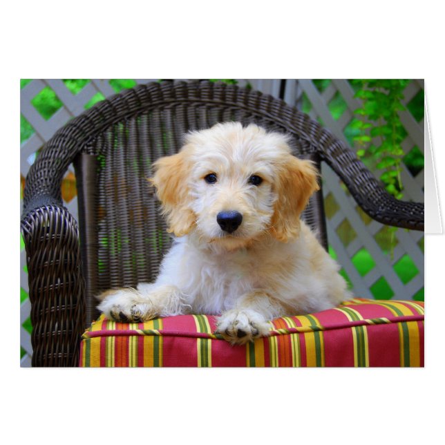Golden Doodle Puppy (Vorderseite (Horizontal))