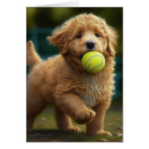 Golden Doodle Puppy Plays Ball Jedes Anlasses Gree