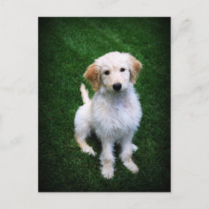 Golden Doodle Puppy Postkarte