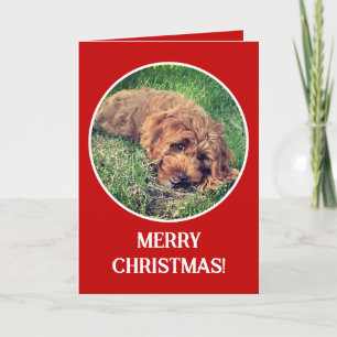 Golden Doodle Red Feiertagskarte