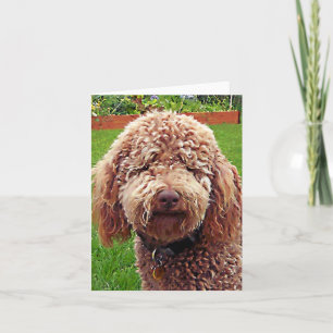 Golden Doodle Stella Karte