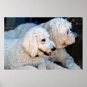 Golden Doodle Welpen Poster