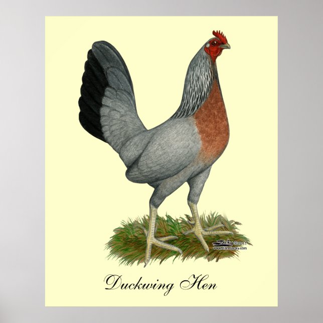 Golden Duckwing Hen Poster (Vorne)