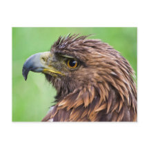 Golden Eagle Closeup