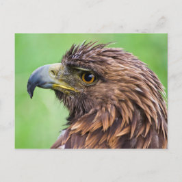 Golden Eagle Closeup Postkarte
