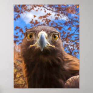 Golden Eagle "GOLDEN EYES" Poster