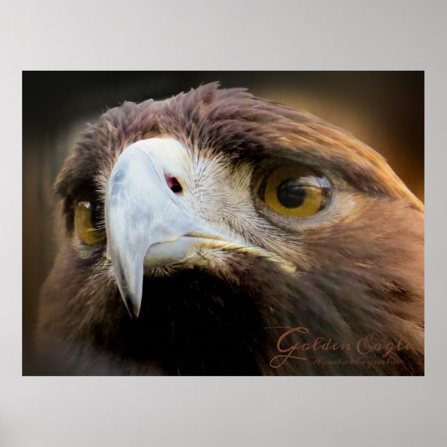 Golden Eagle：Poster Poster (Vorne)