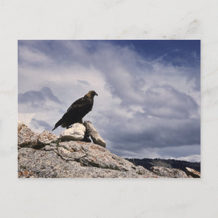 Golden Eagle Wildlife Series # 14 Postcard Postkarte